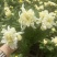黄白菊