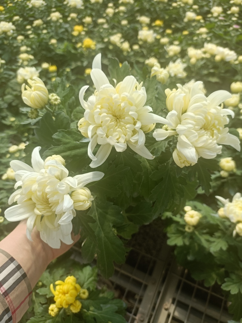 黄白菊