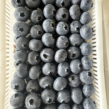 蓝莓大量上市