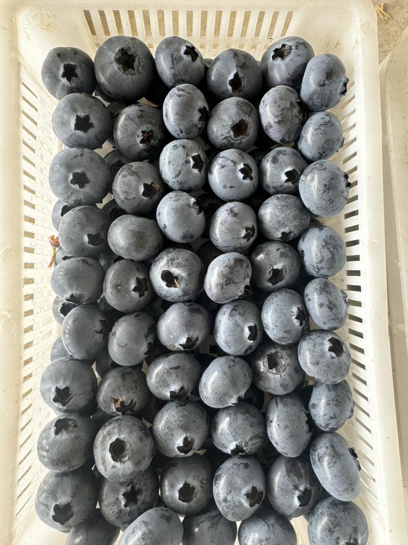 蓝莓大量上市