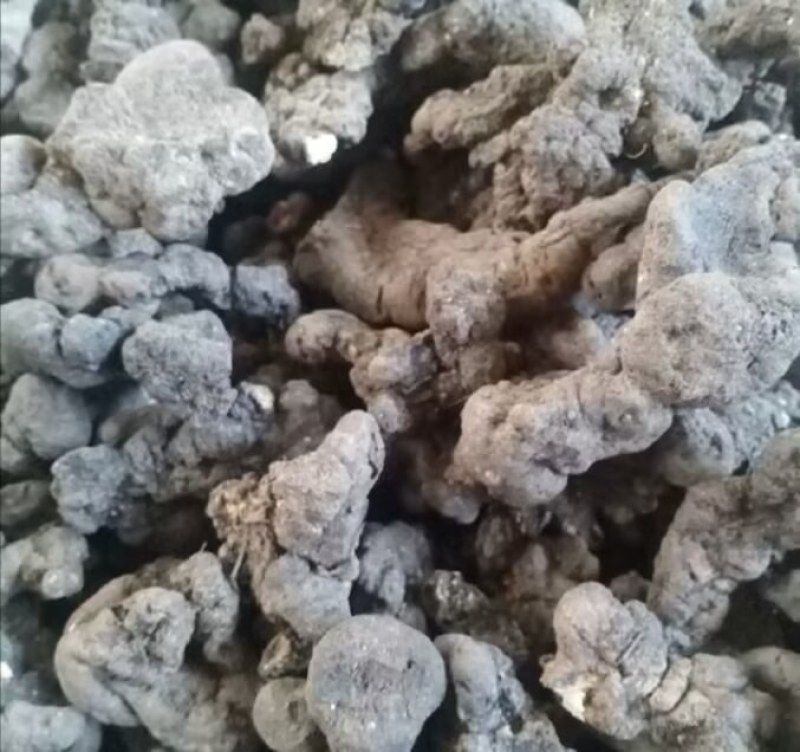 陕西汉中精品猪苓，个头均匀大，质量好，