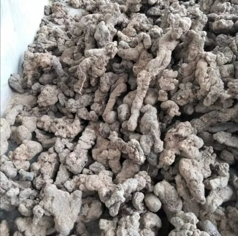 陕西汉中精品猪苓，个头均匀大，质量好，
