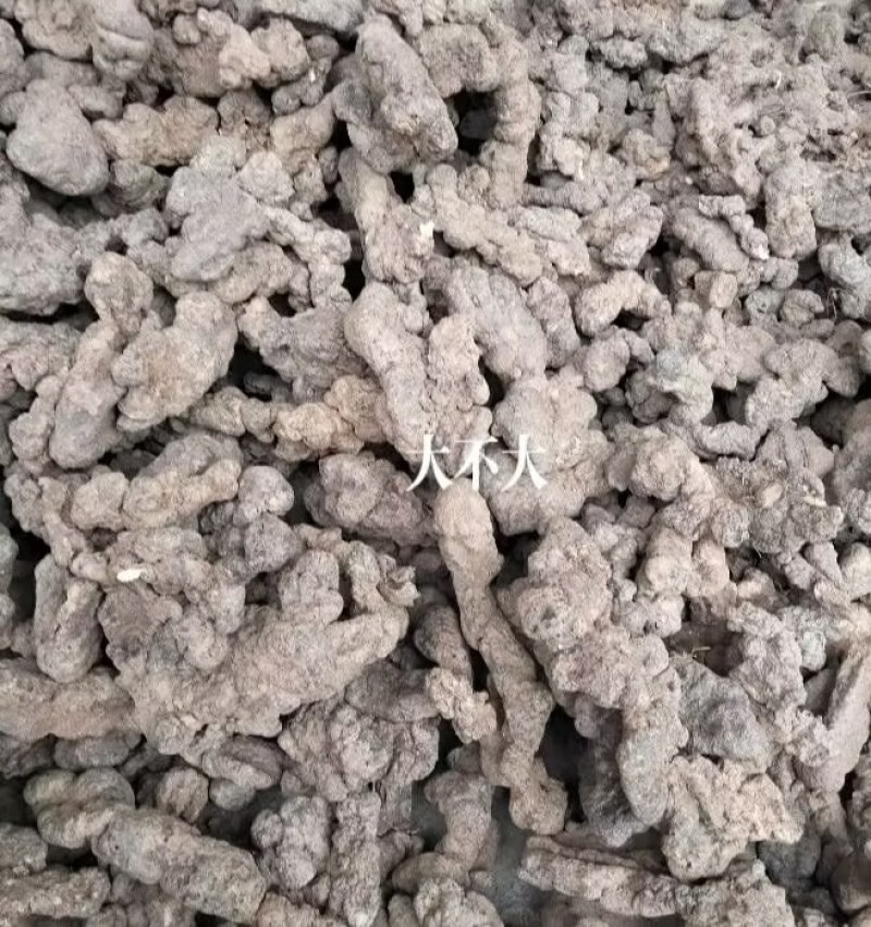 陕西汉中精品猪苓，个头均匀大，质量好，
