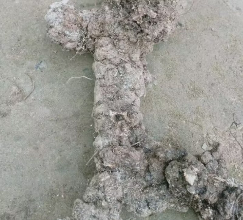 陕西汉中精品猪苓，个头均匀大，质量好，