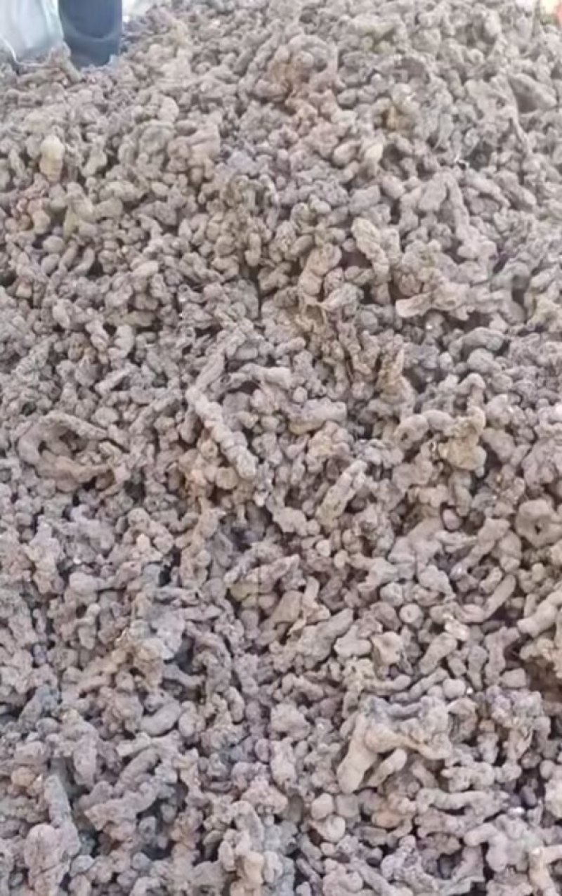 陕西汉中精品猪苓，个头均匀大，质量好，