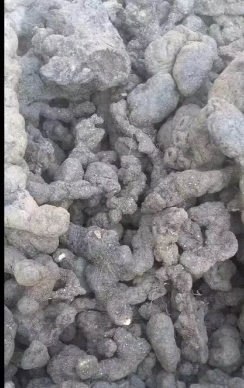 陕西汉中精品猪苓，个头均匀大，质量好，