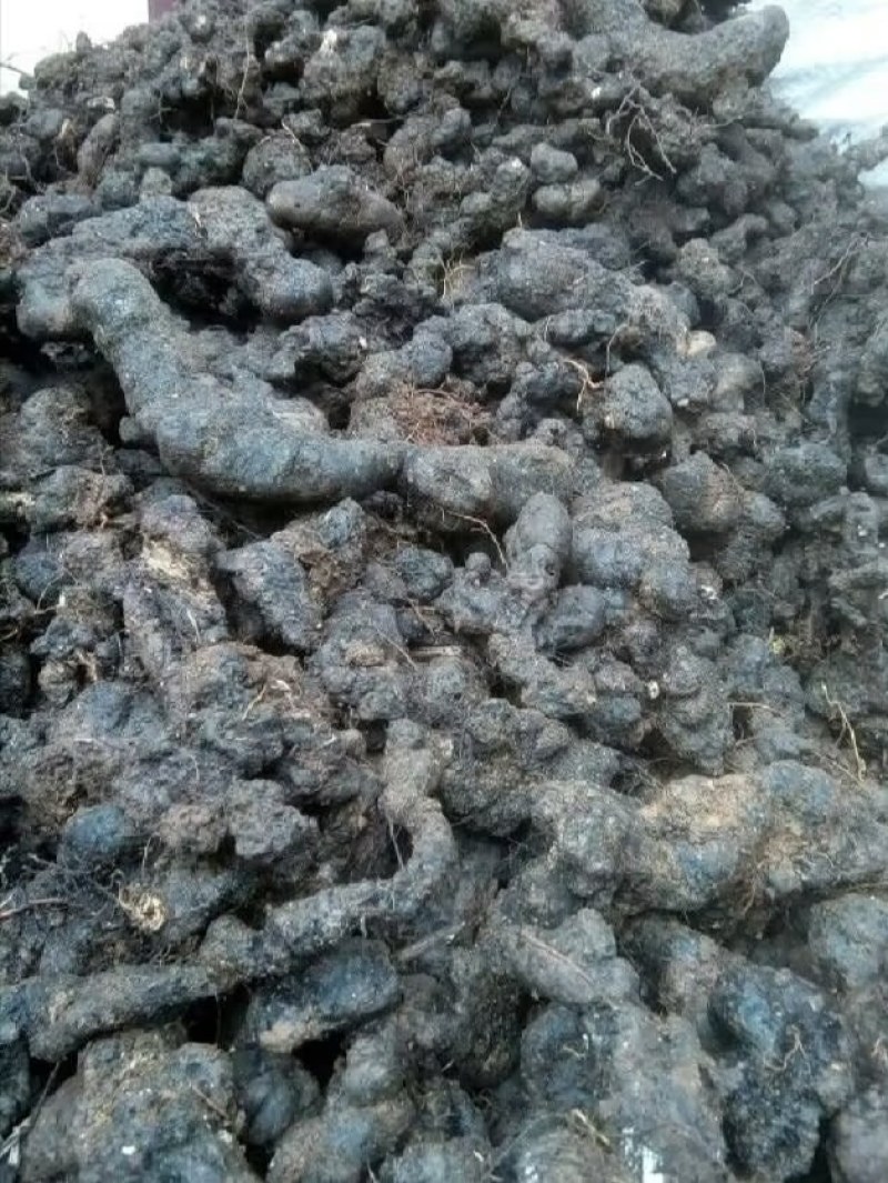 陕西汉中精品猪苓，个头均匀大，质量好，