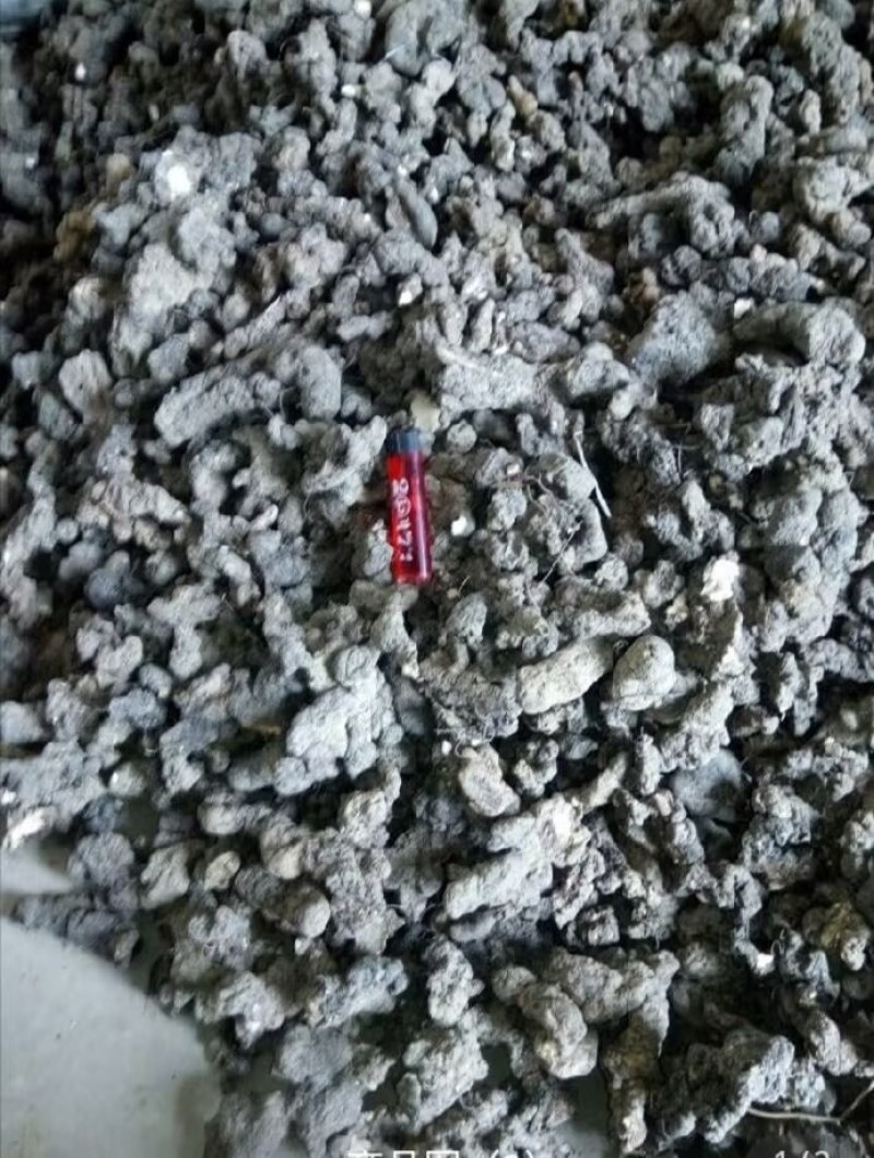 陕西汉中精品猪苓，个头均匀大，质量好，