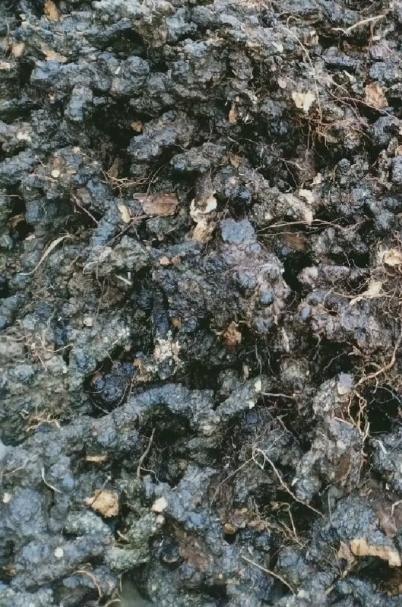 陕西汉中精品猪苓，个头均匀大，质量好，