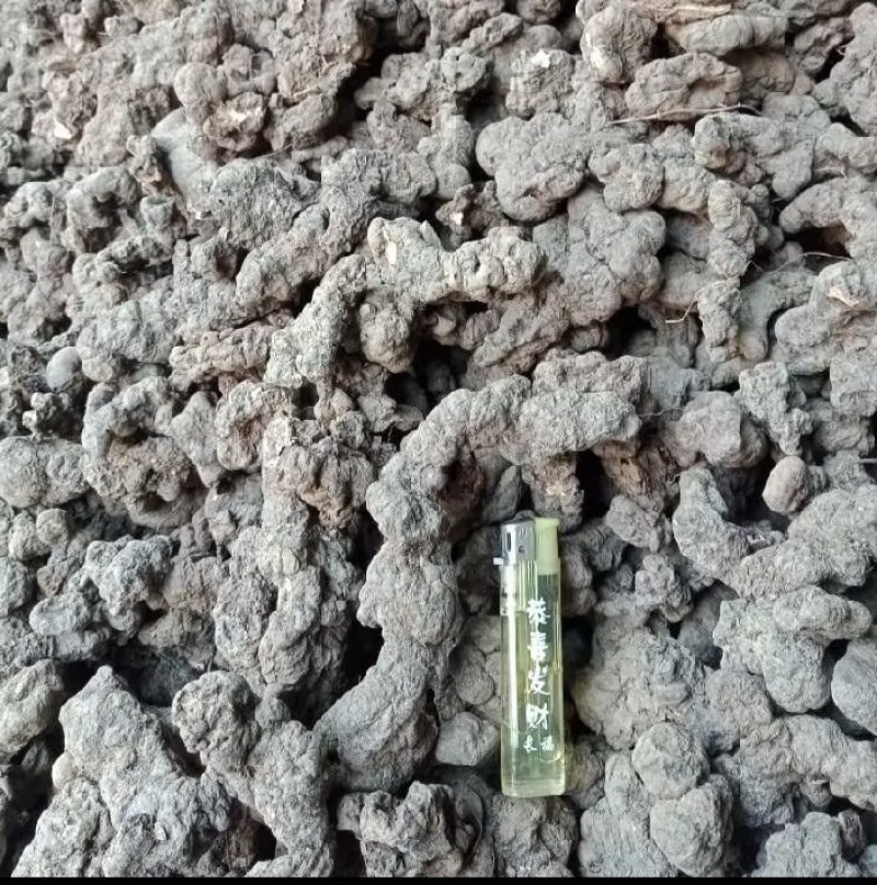 陕西汉中精品猪苓，个头均匀大，质量好，