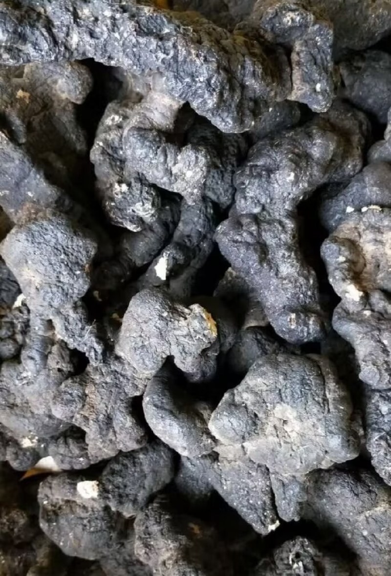 陕西汉中精品猪苓，个头均匀大，质量好，