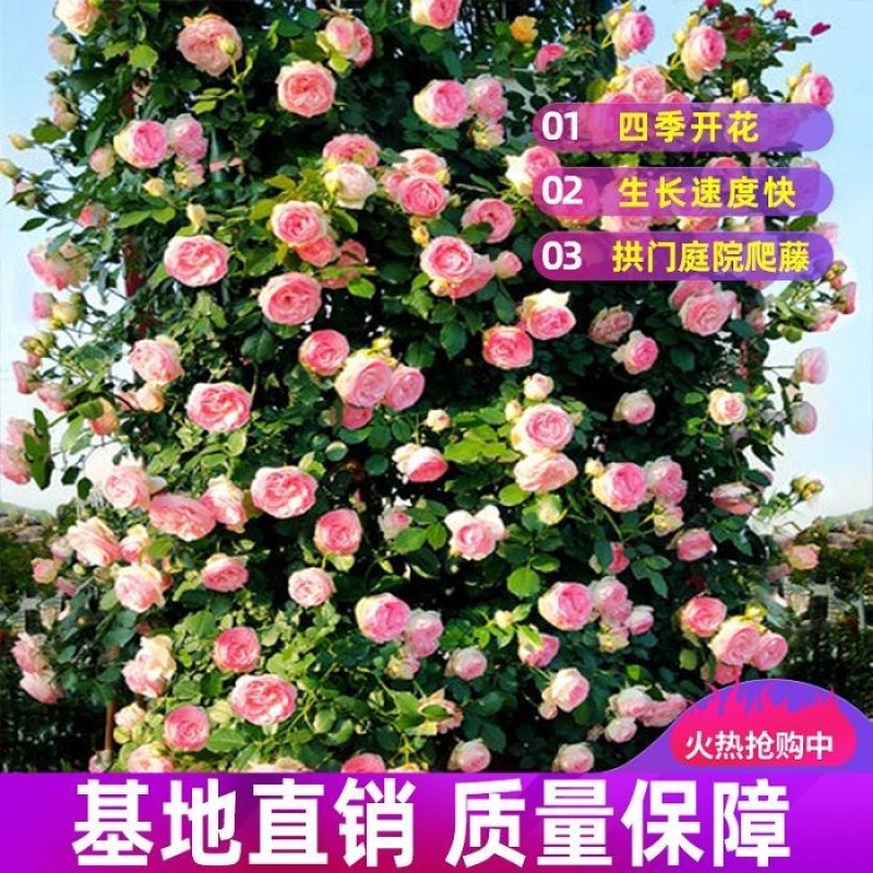 爬藤月季花苗带花苞四季开花批发零售一件代发