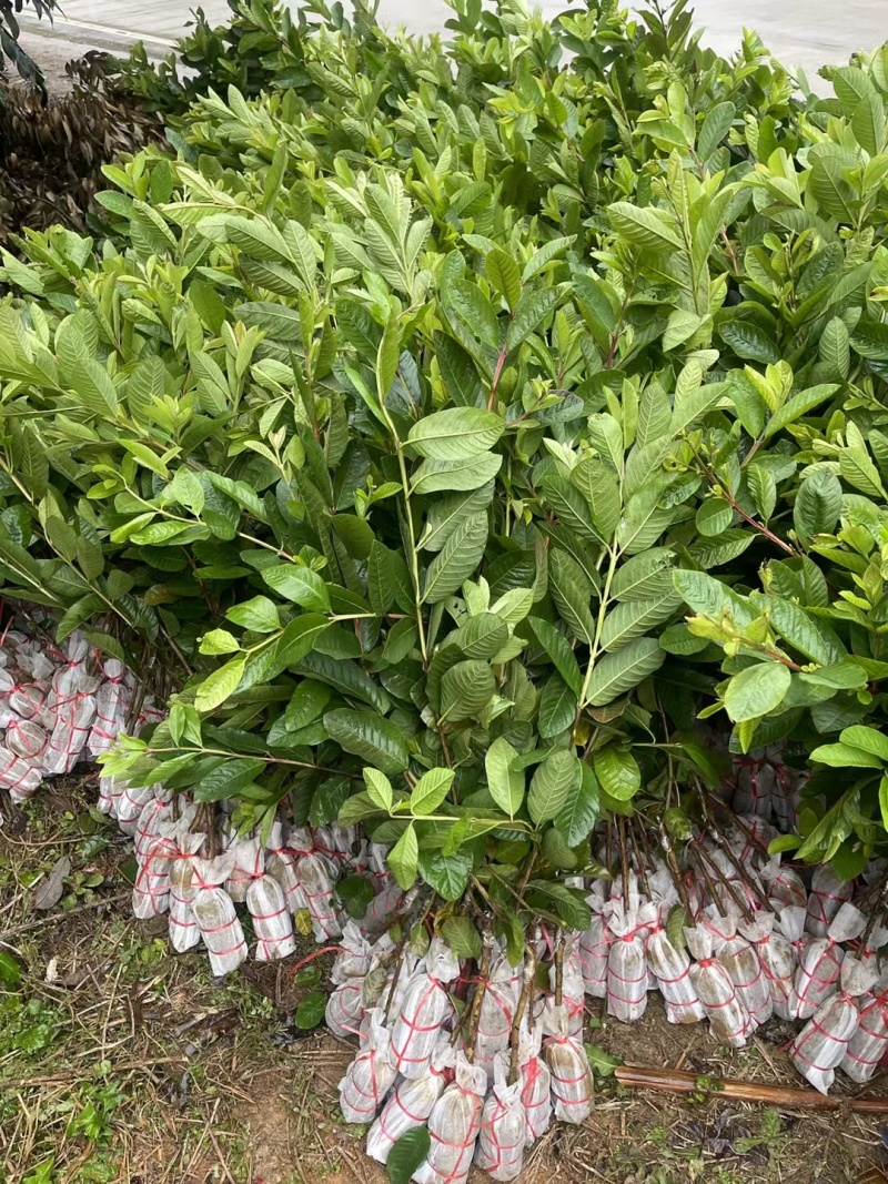 西瓜红心芭乐优质苗