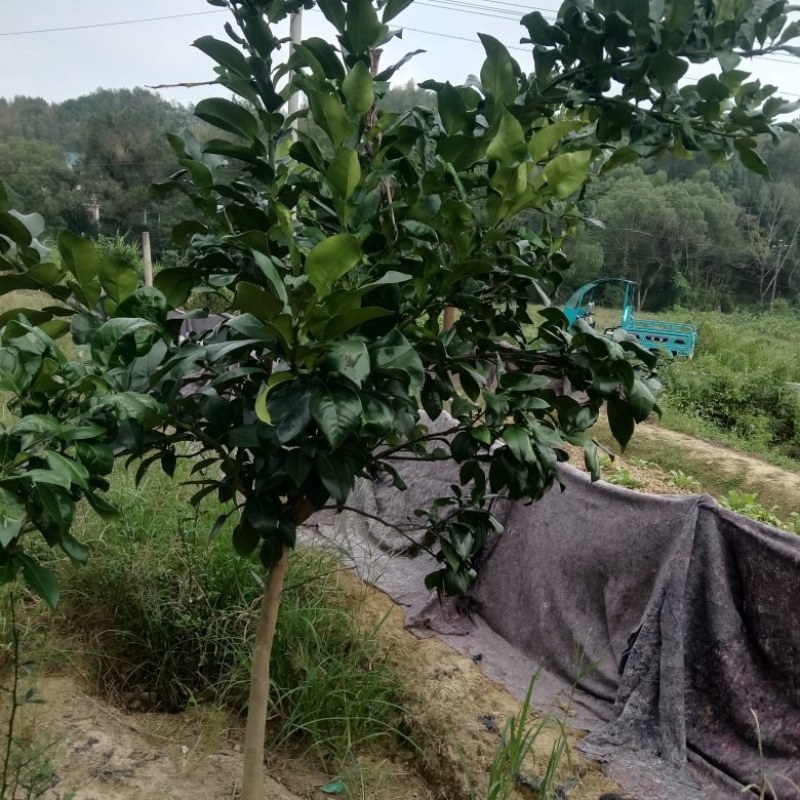 上饶广丰大南马家柚苗