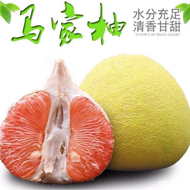 上饶广丰大南马家柚苗