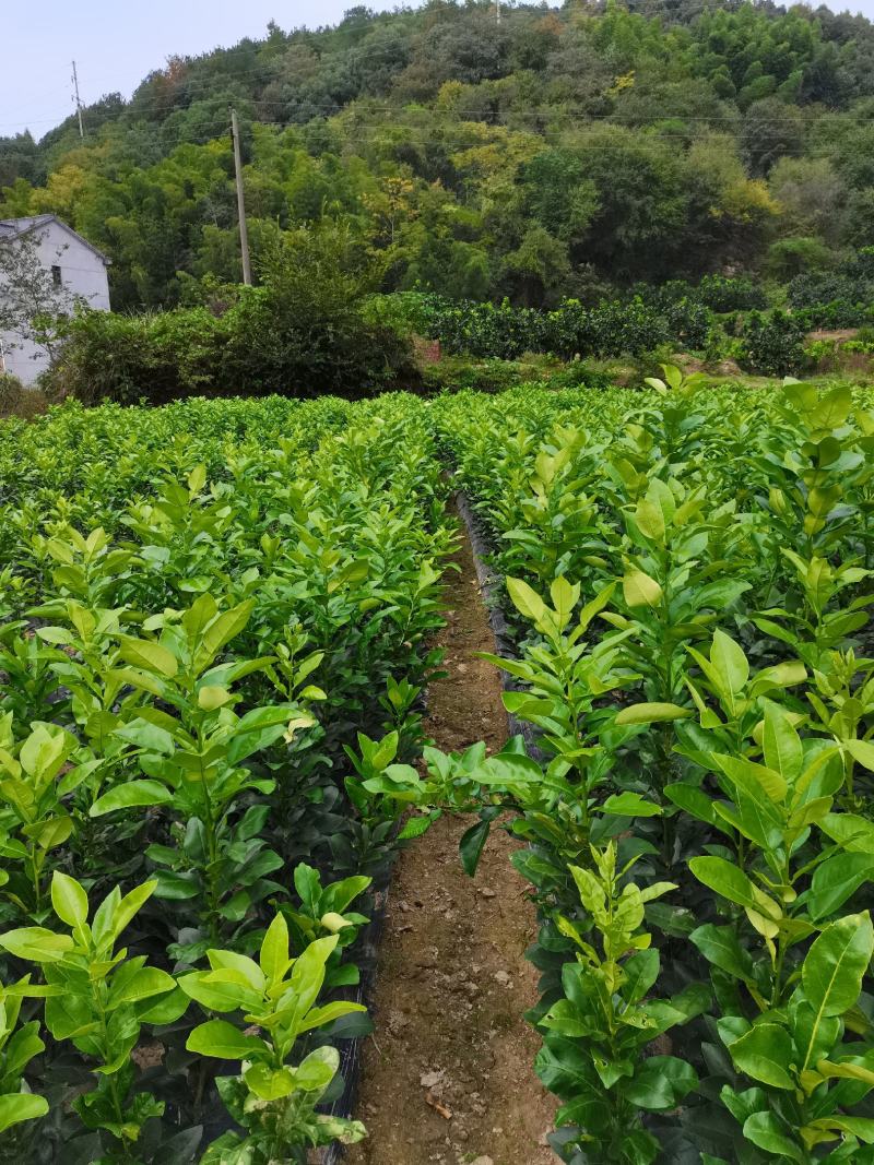 上饶广丰大南马家柚苗