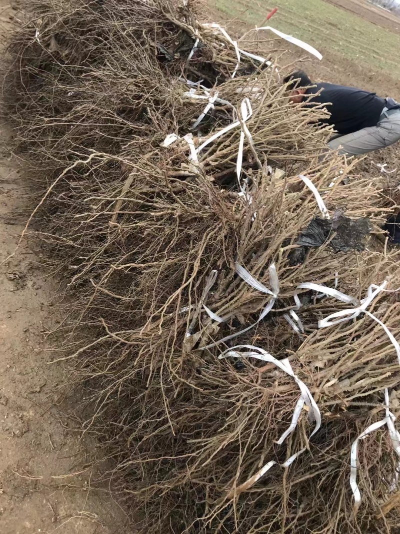 正宗平阴丰花一号嫁接玫瑰苗丰产玫瑰基地直销