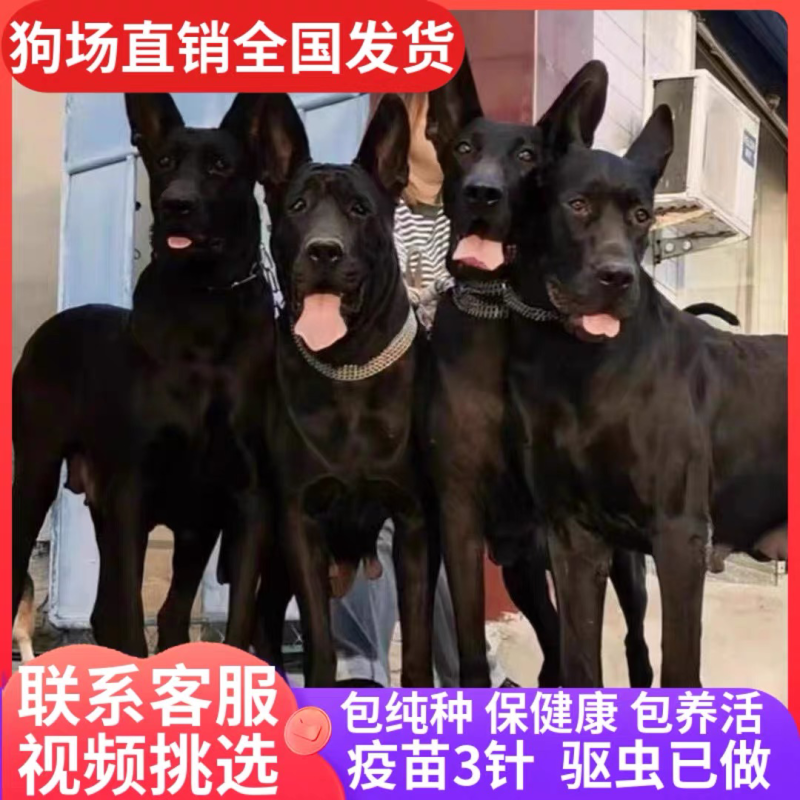 黑狼犬幼犬活体纯种中华墨界黑狼犬警犬护卫犬看家护院犬