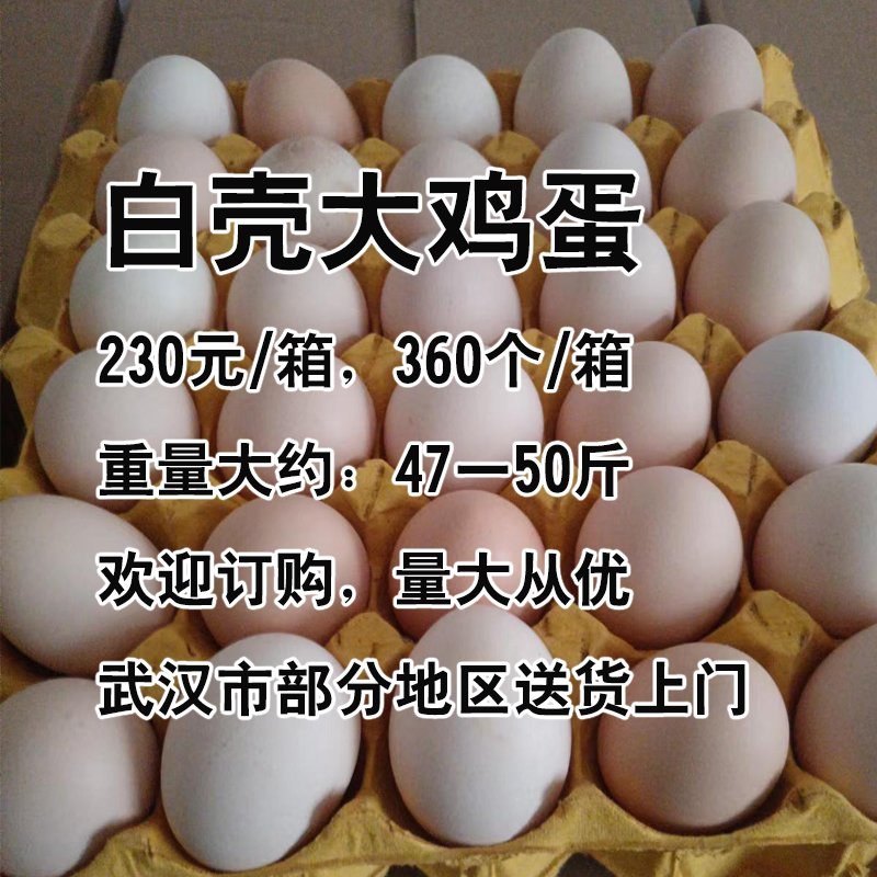 白壳大鸡蛋230元/箱，重约47-50斤，360个/箱