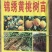 锦绣黄桃树苗