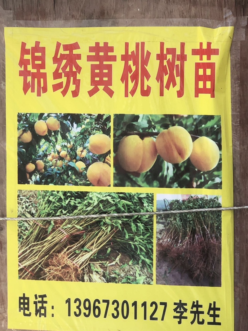 锦绣黄桃树苗