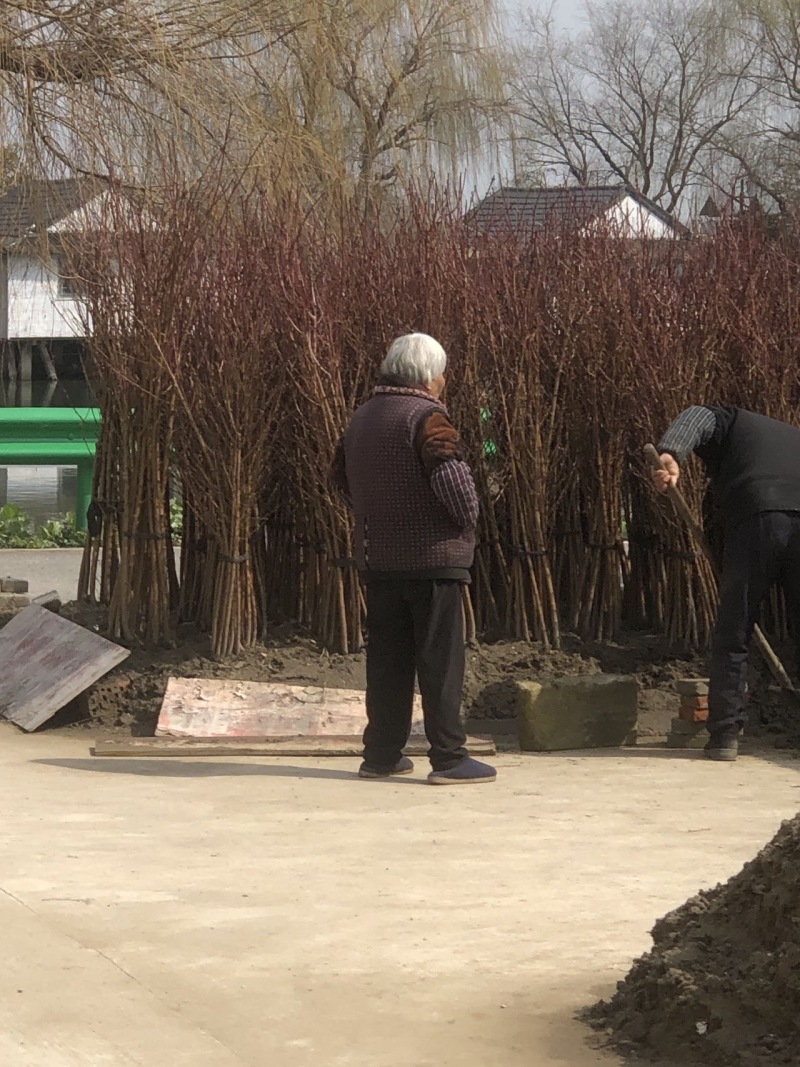 锦绣黄桃树苗