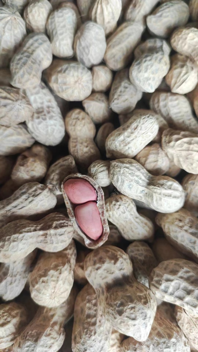 手选花生，人工选