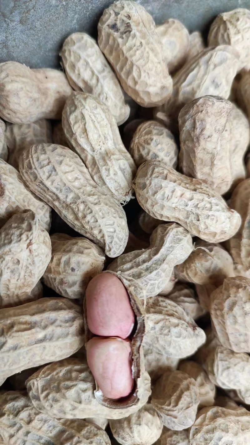 手选花生，人工选