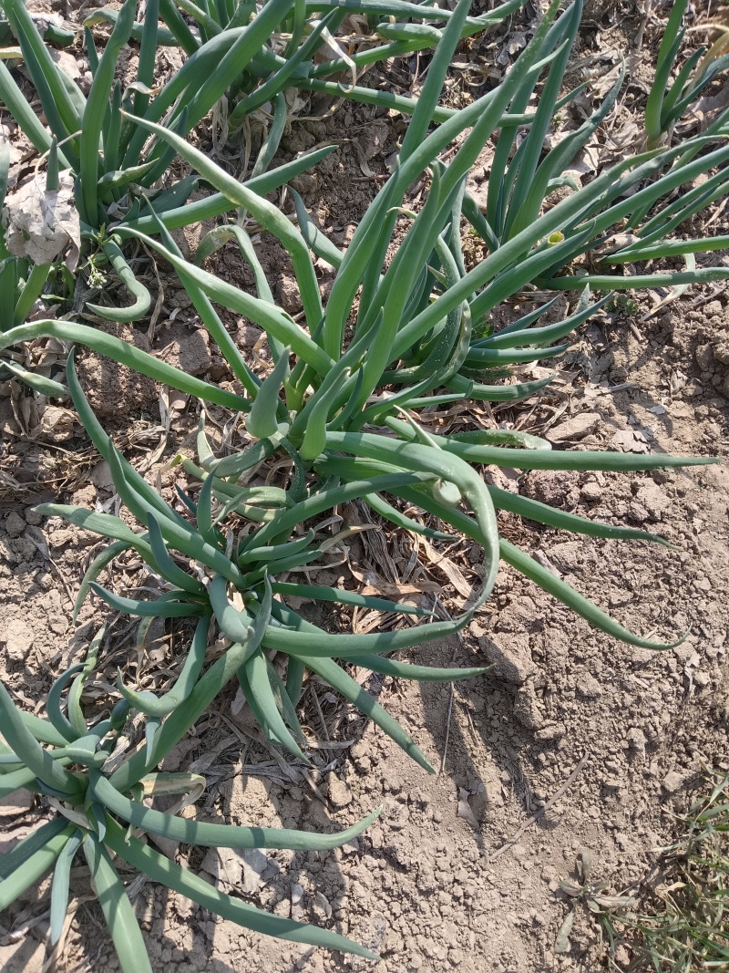 分葱产地大量有货需要的老板联系