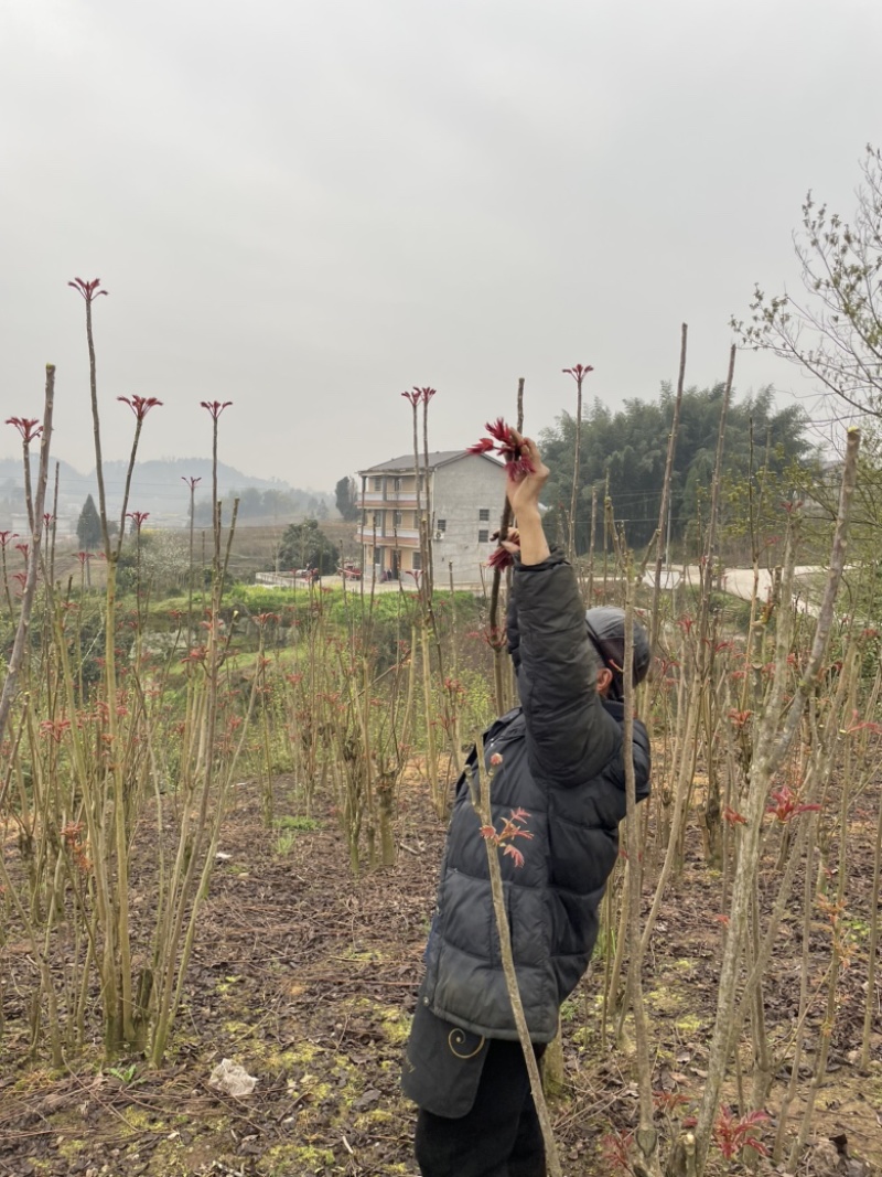 四川省大竹县红香椿牙种植基地，全国标杆品质
