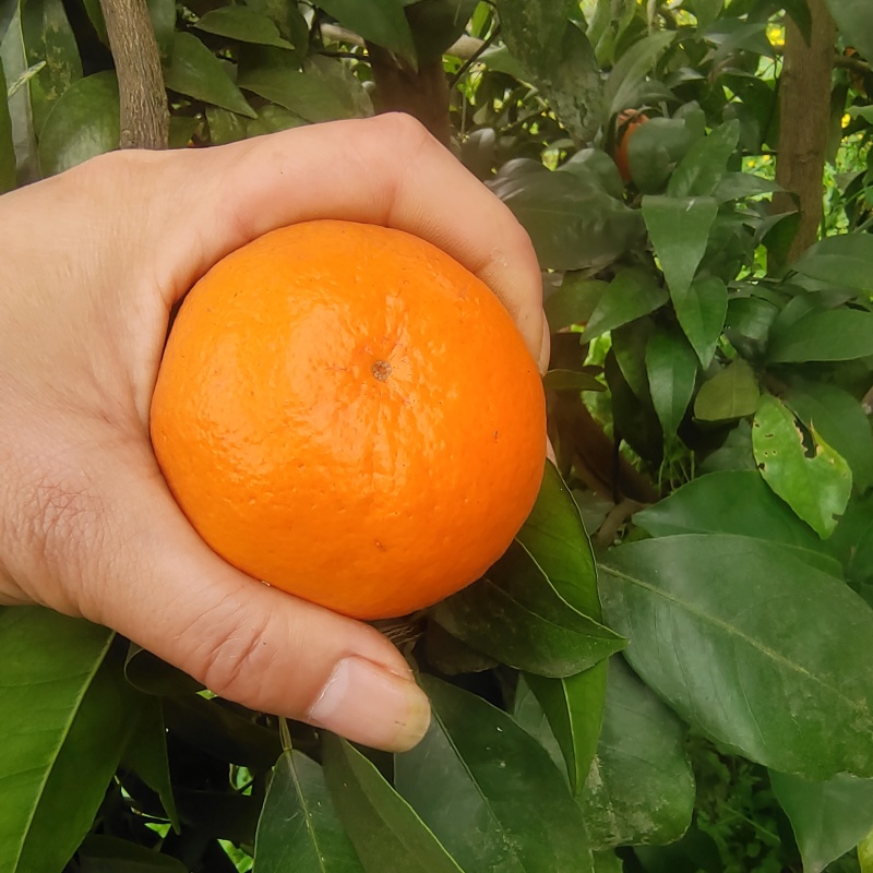 重庆高品质少籽沃柑