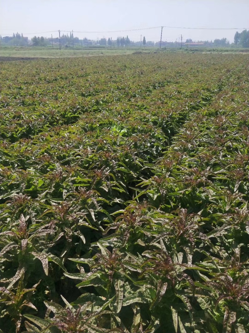 河南莴苣莴笋红叶莴苣尖叶不糠心耐运输可以打捆按需求加工包