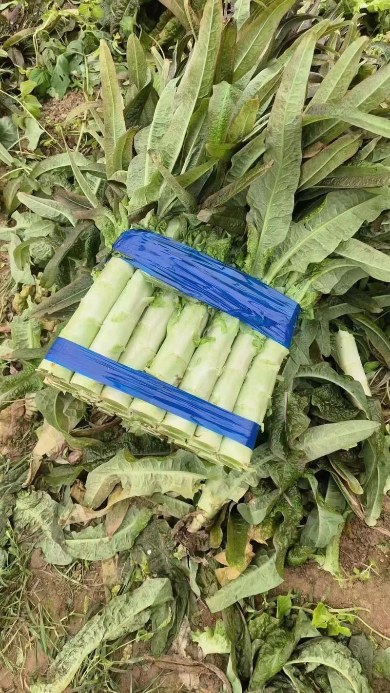河南莴苣莴笋红叶莴苣尖叶不糠心耐运输可以打捆按需求加工包
