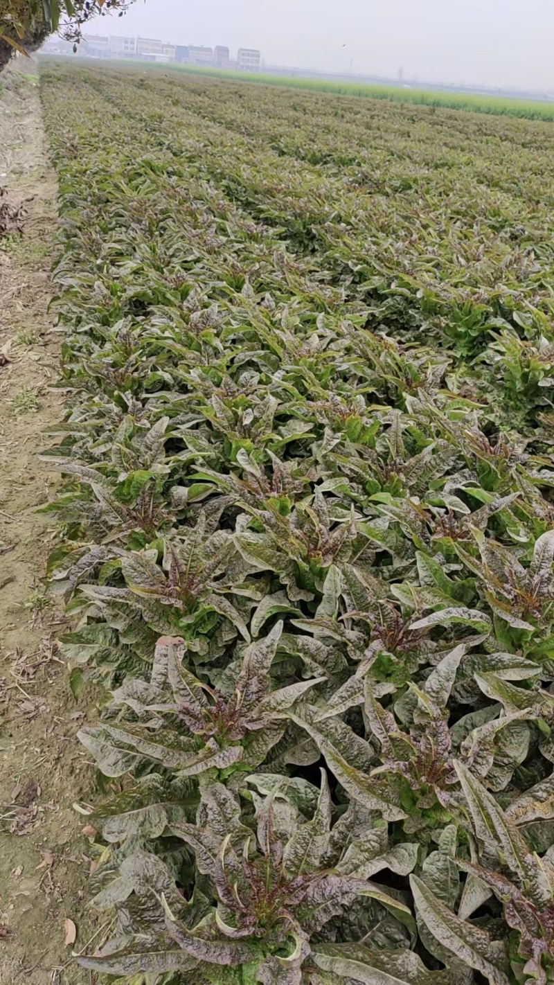 红叶尖叶莴笋莴苣打捆好带叶不带叶杆子都有条形好按需求分拣