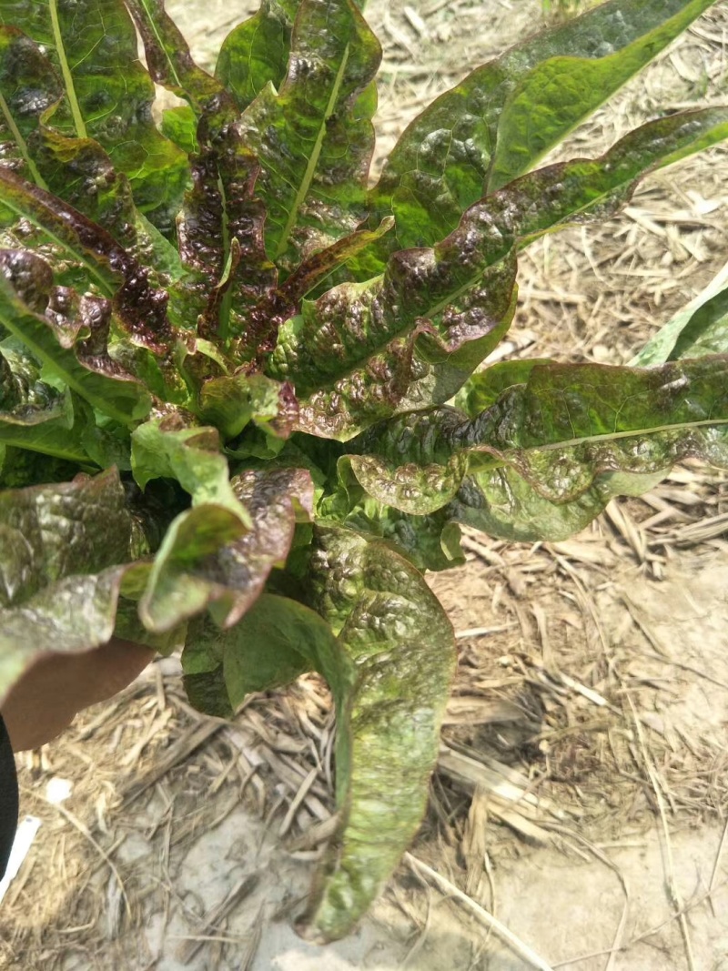 河南莴苣红莴笋净菜毛菜半毛菜都有条形顺直打好捆不糠心量大
