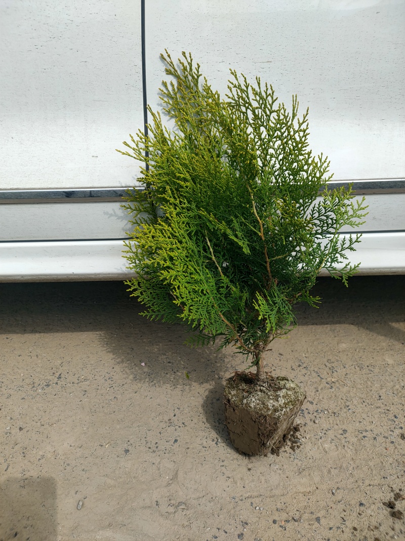 洒金柏小毛球，高度40Cm，品质保证，价格优惠。