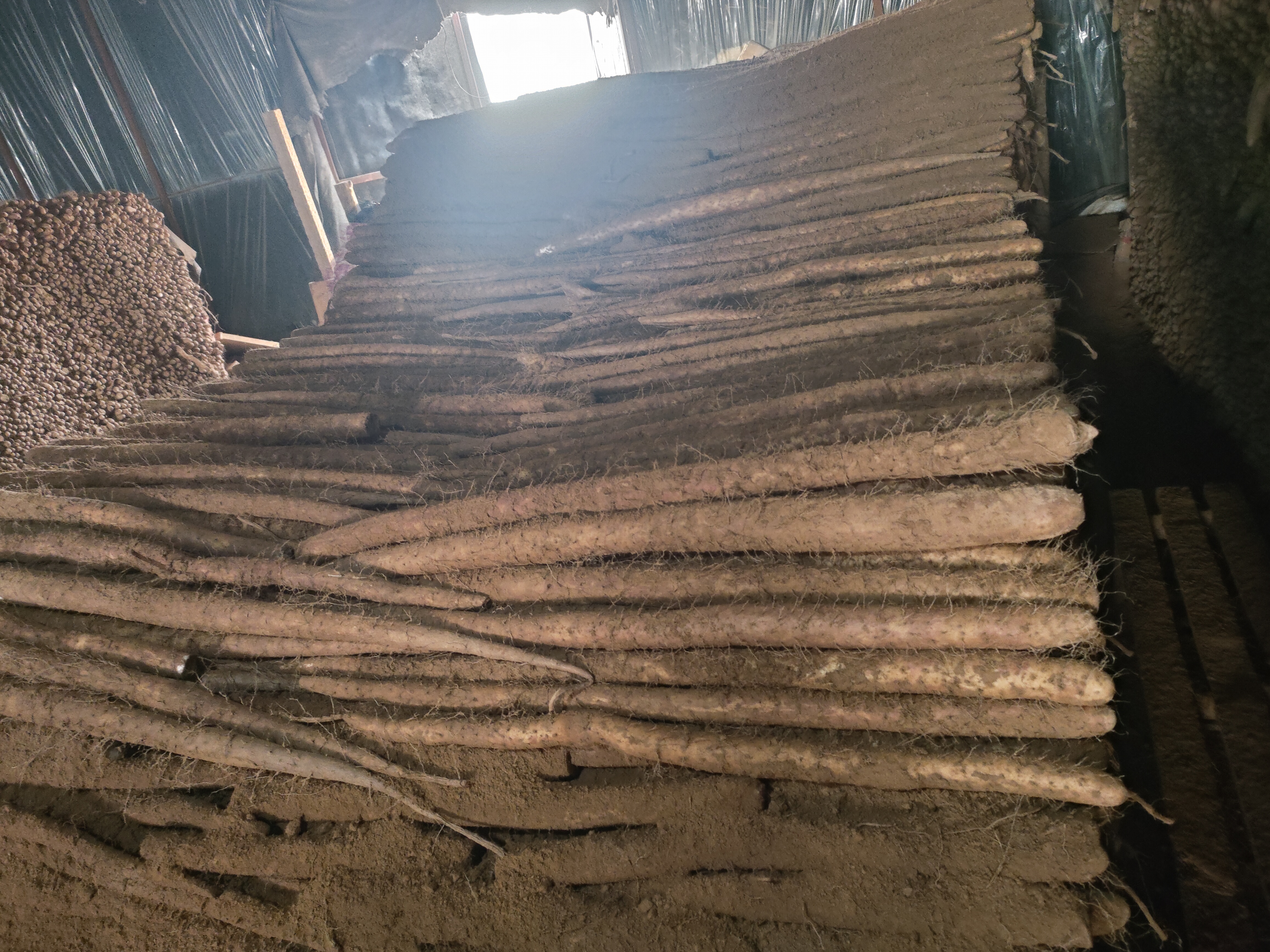 多个双棒山药整齐排列在竹席上晾晒,背景为传统农家庭院,阳光明媚,墙上挂着玉米和辣椒,远处可见农用三轮车,体现原生态种植环境 农家晾晒双棒山药场景