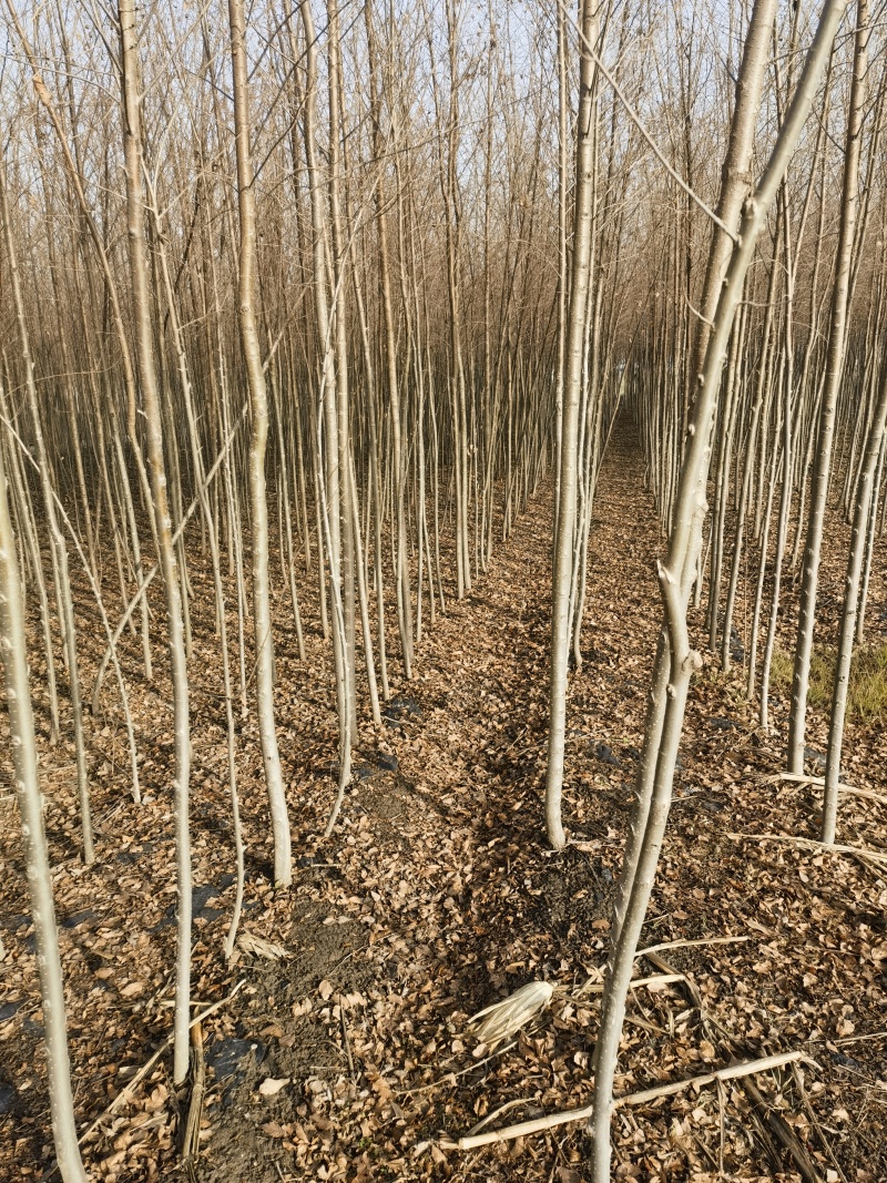 直杆榆，白榆，