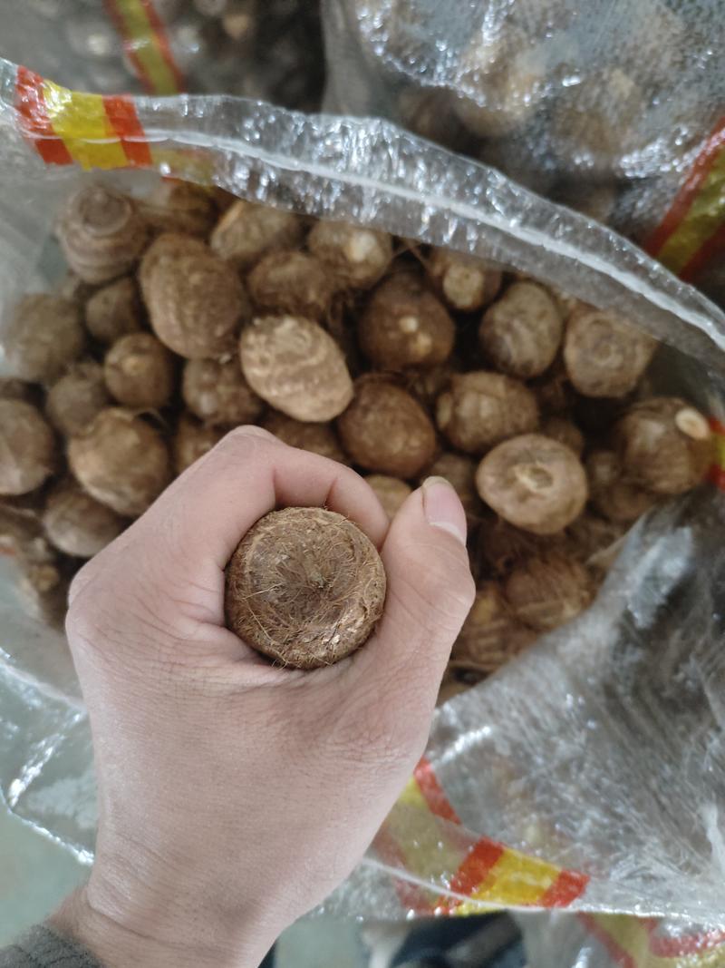 山东毛芋头8520芋头产地货源现货供应批发市场价格低