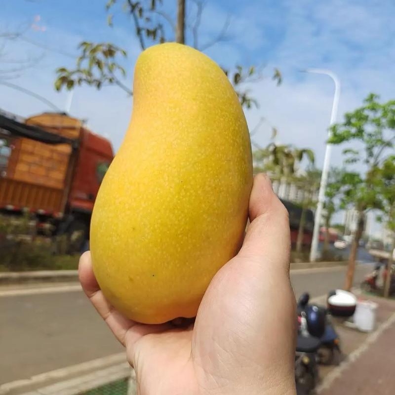海南金煌芒对接全国批发市场电商平台社区团购