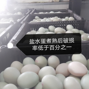 生咸鸭蛋，煮熟后破损率低于百分之一，进口设备，品质保证。