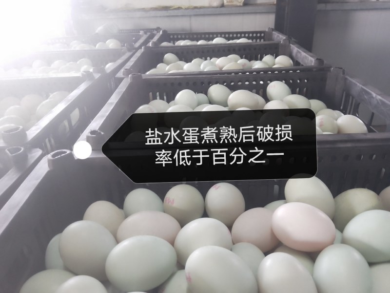 生咸鸭蛋，煮熟后破损率低于百分之一，进口设备，品质保证。