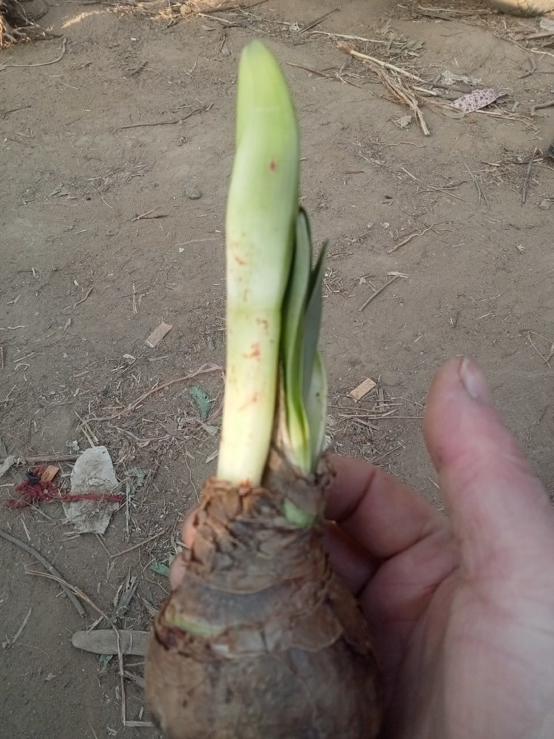 进口重瓣朱顶红花，浓香大花型，多品种优质种球