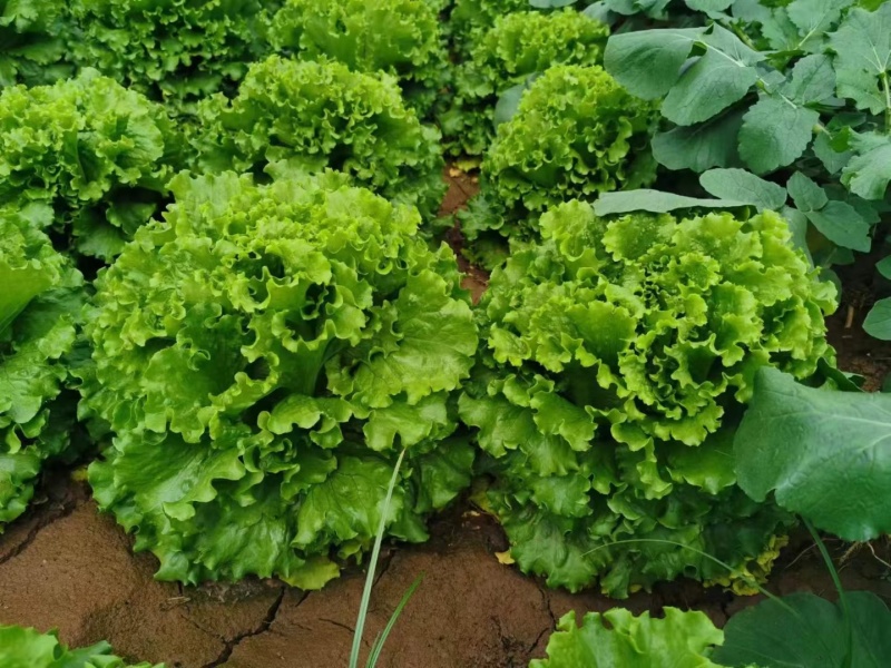 深绿型散叶生菜种子硕源雨荷褶皱耐热耐寒大速生春夏散生菜种