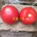 天茗一号，抗ＴY病毒，抗叶霉的精品大番茄品种