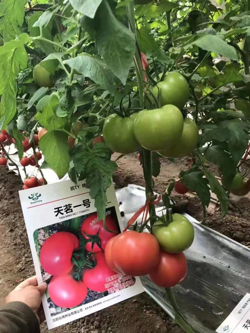 天茗一号，抗ＴY病毒，抗叶霉的精品大番茄品种