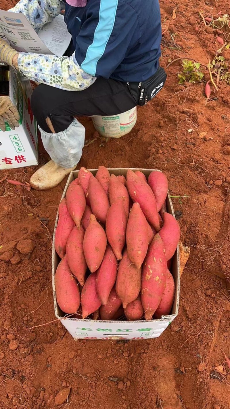 广东红薯精品西瓜红大量有货，品质保障，诚信经营来电优惠