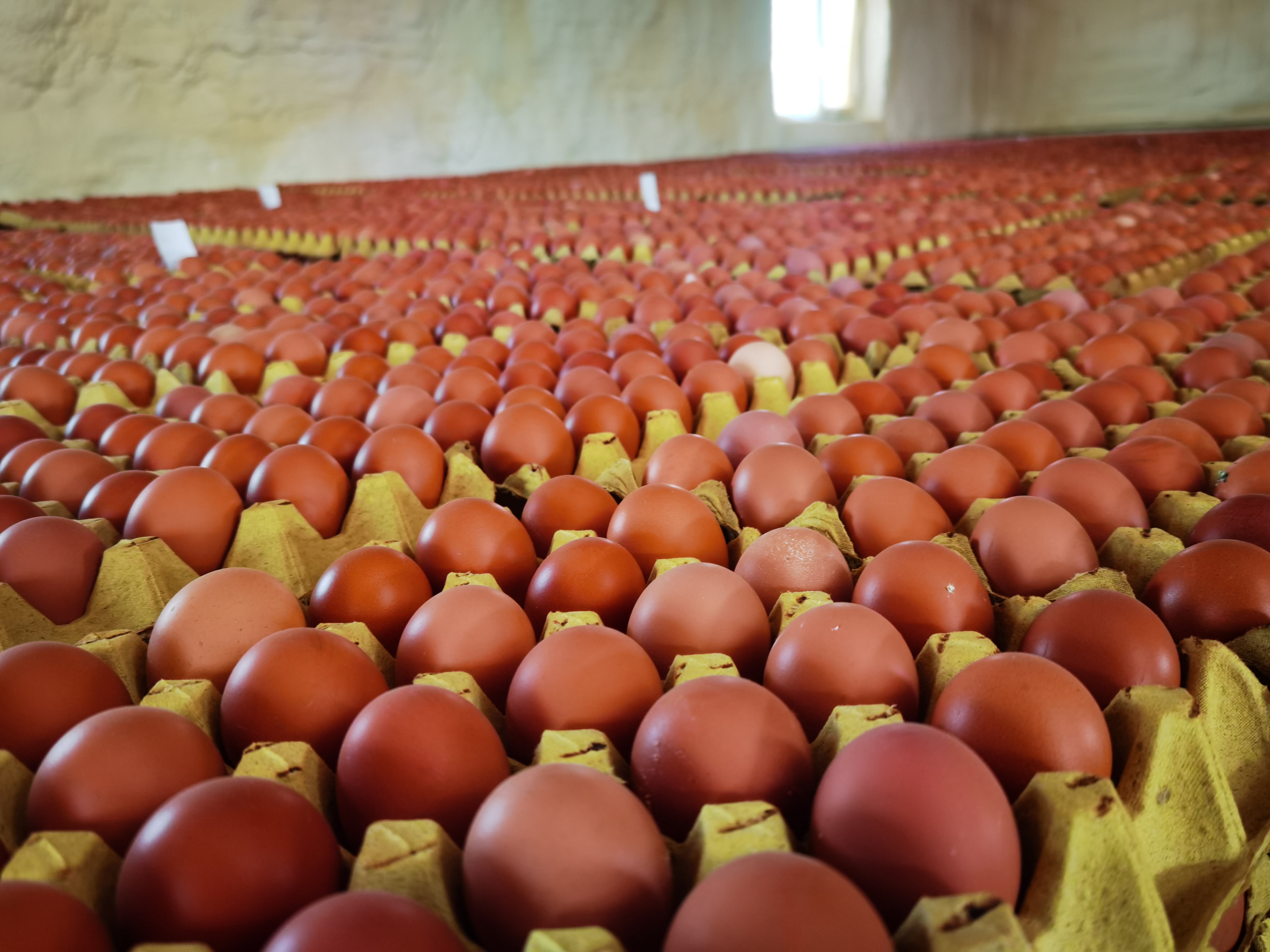 显微镜下呈现粉红色杆状细菌群落,背景为黑色,标注有'Salmonella enterica'字样,用于展示鸡蛋中可能存在的致病菌形态 显微镜下的沙门氏菌图像