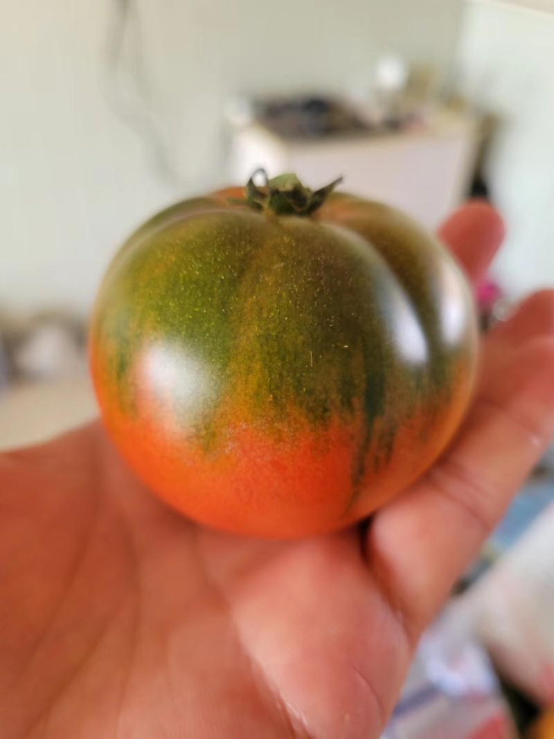 草莓番茄苗草莓柿子苗西红柿苗口感酸甜绿肩浓