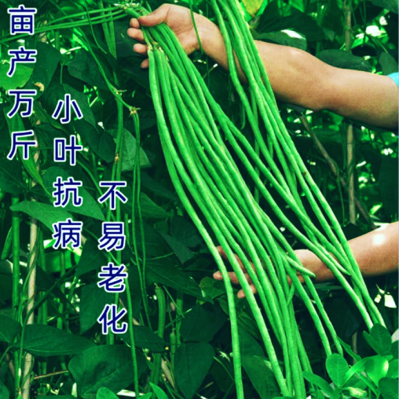 翠绿色豇豆种子长豆角种子肉厚耐高温多荚率高不易老化耐湿热